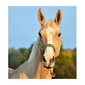 Povrazova jazdecka ohlavka HAIDI 2