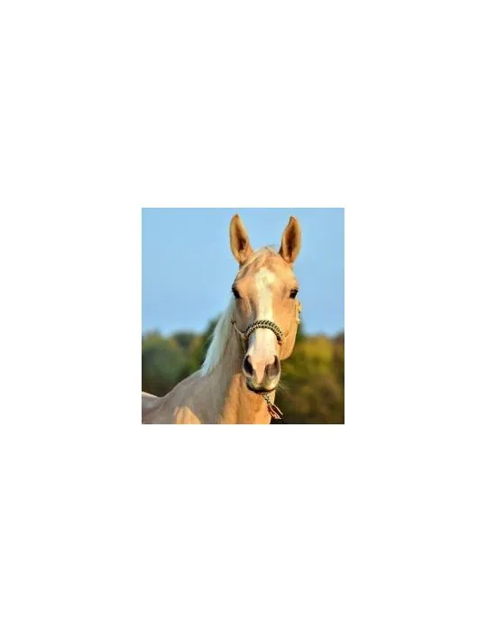 Povrazova jazdecka ohlavka HAIDI