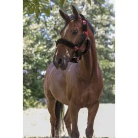 Ohlavka s nepravym baranom 2