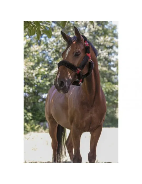 Ohlavka s nepravym baranom