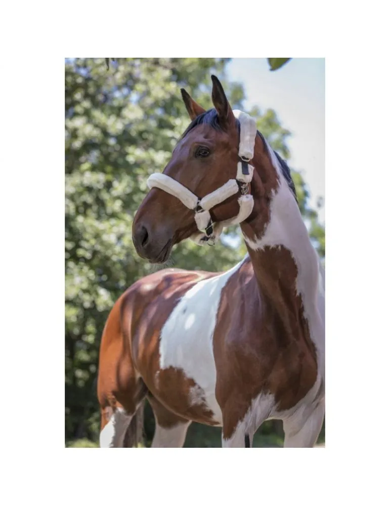 Ohlavka s nepravym baranom