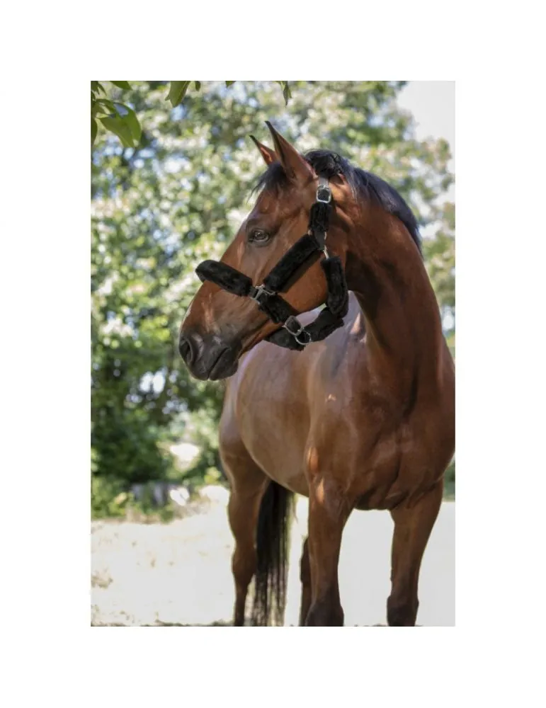 Ohlavka s nepravym baranom