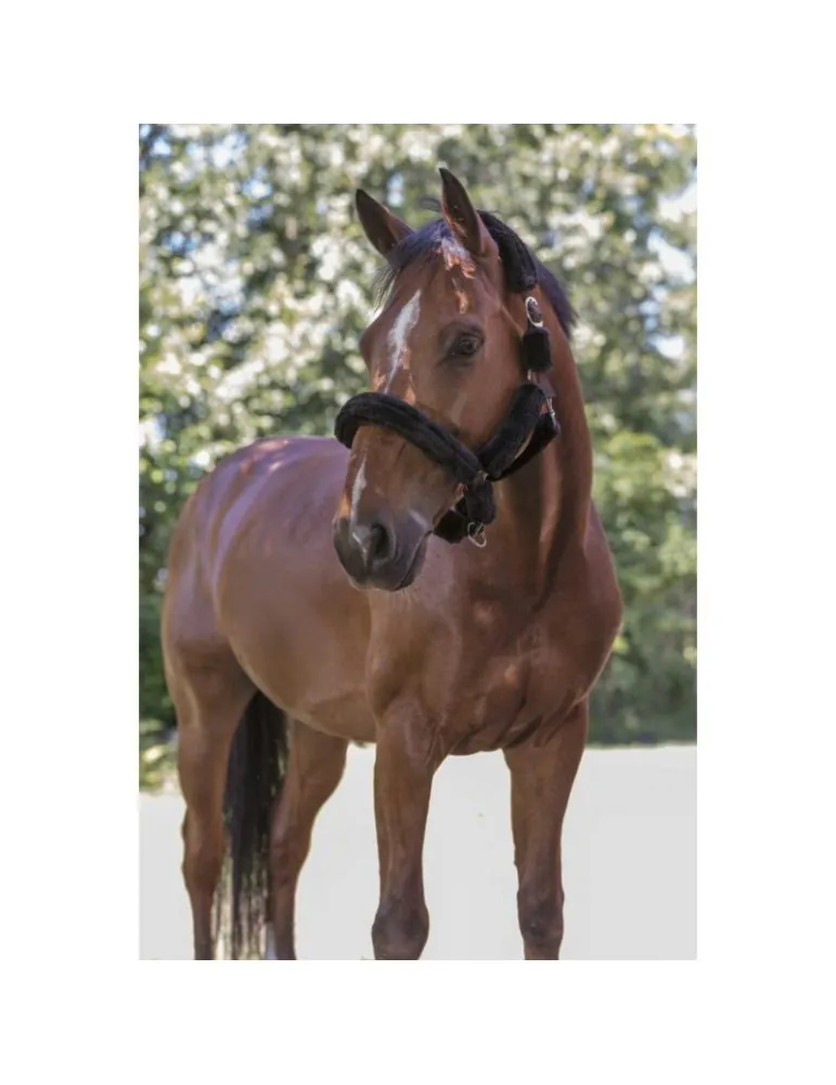 Ohlavka s nepravym baranom