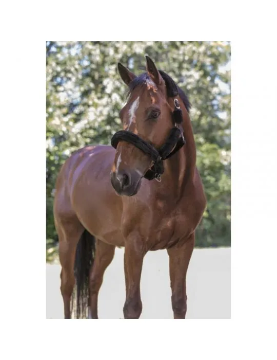 Ohlavka s nepravym baranom