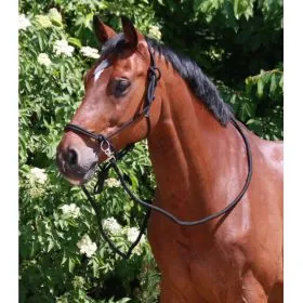 Povrazová bezzubadlovka+oťaže Waldhausen