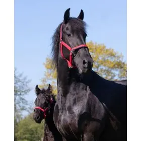 Ohlávka+vodítko Q Friesian set QHP 2