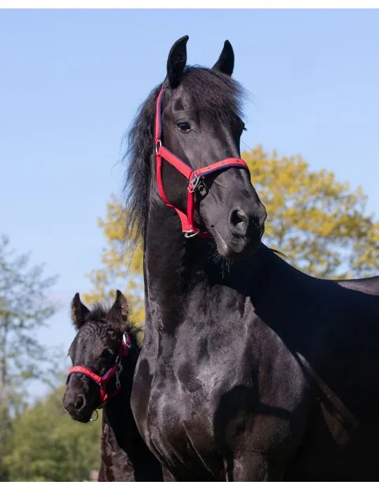 Ohlávka+vodítko Q Friesian set QHP