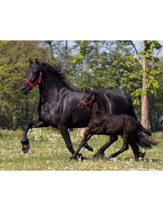 Ohlávka+vodítko Q Friesian set QHP