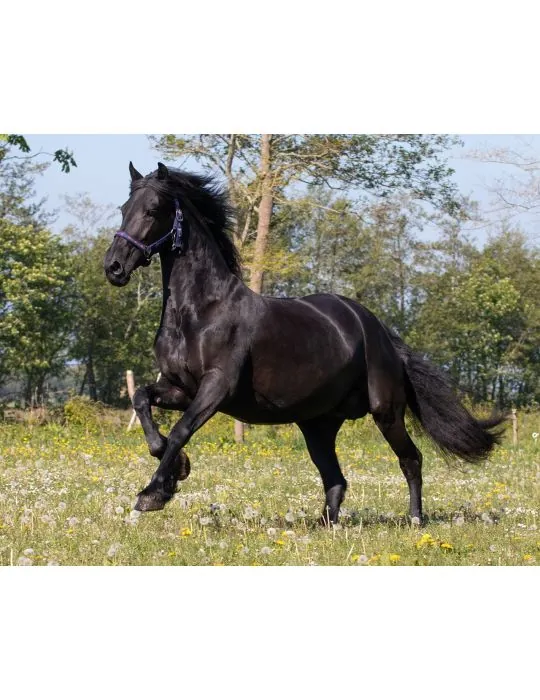 Ohlávka+vodítko Q Friesian set QHP