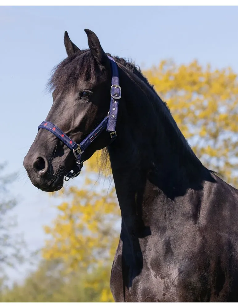 Ohlávka+vodítko Q Friesian set QHP