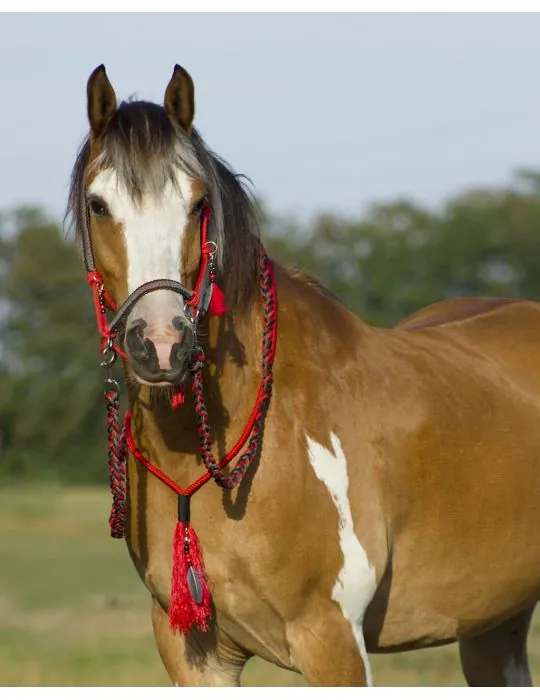 Povrazová ohlávka, oťaže, nákrčník QHP Liberty