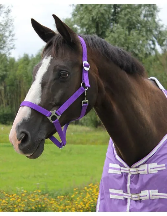 Ohlávka QHP halter economic