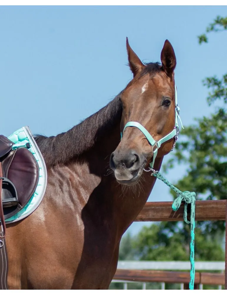 Ohlávka QHP halter economic