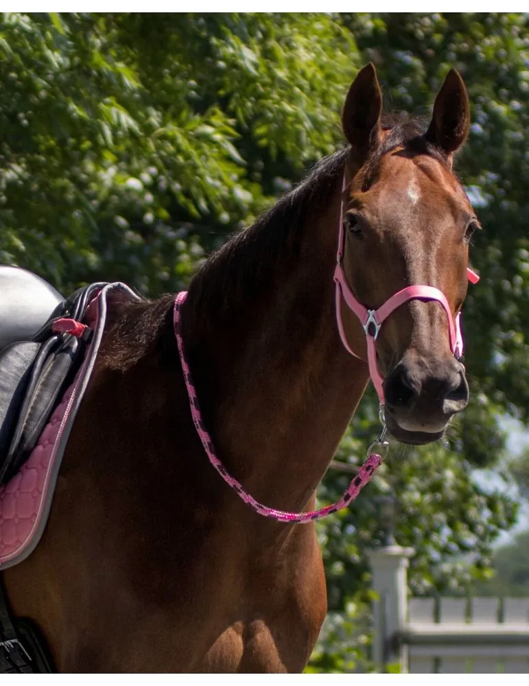 Ohlávka QHP halter economic