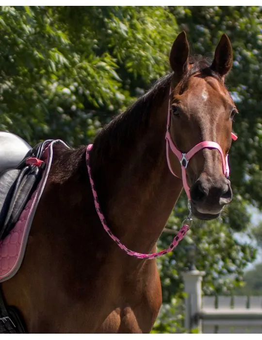 Ohlávka QHP halter economic