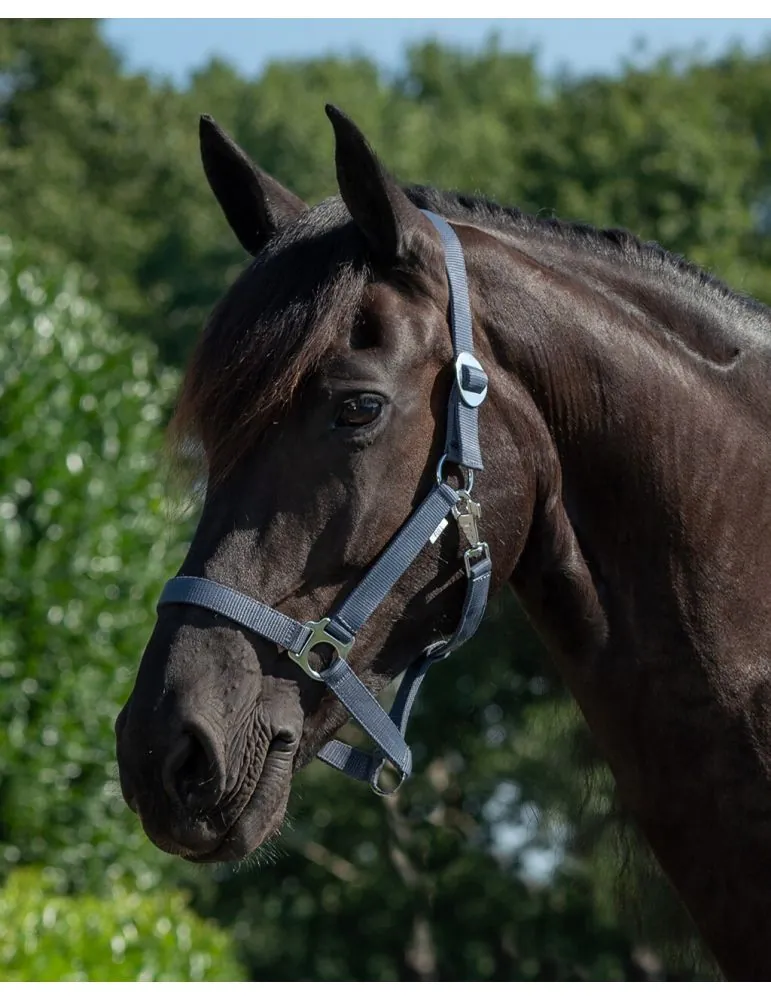 Ohlávka QHP halter economic