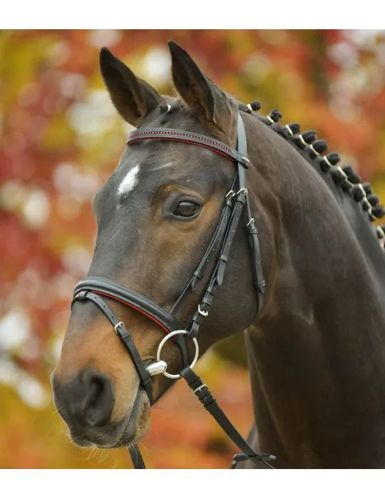 Uzda Star Diamond Waldhausen