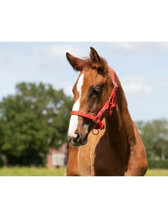 Ohlávka pre žriebätá QHP